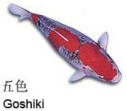 goshiki.jpg